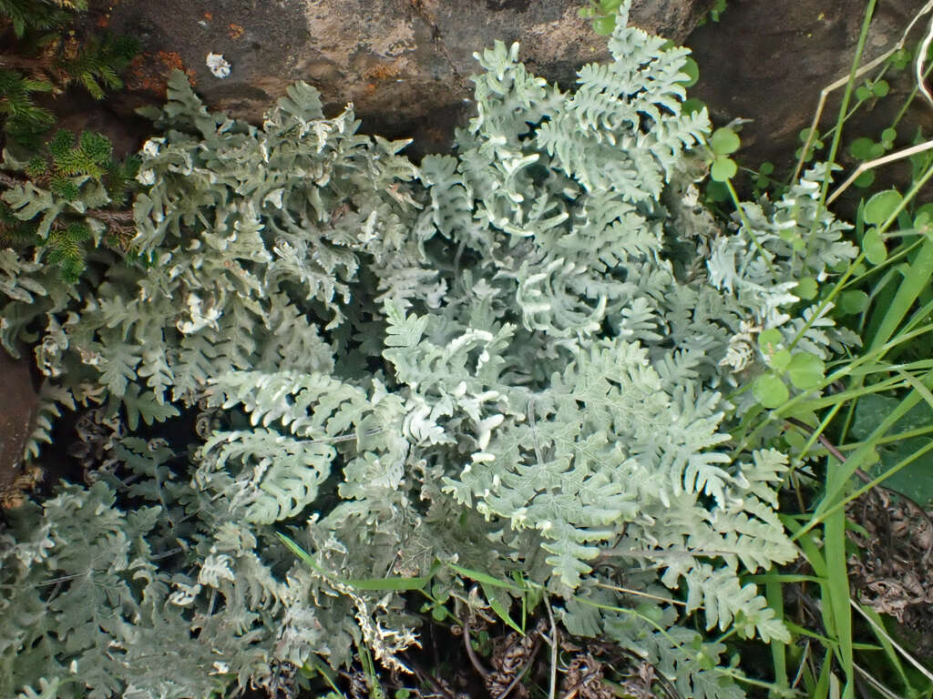 Sivun Pentagramma pallida (Weath.) Yatskievych, Windham & Wollenweber kuva