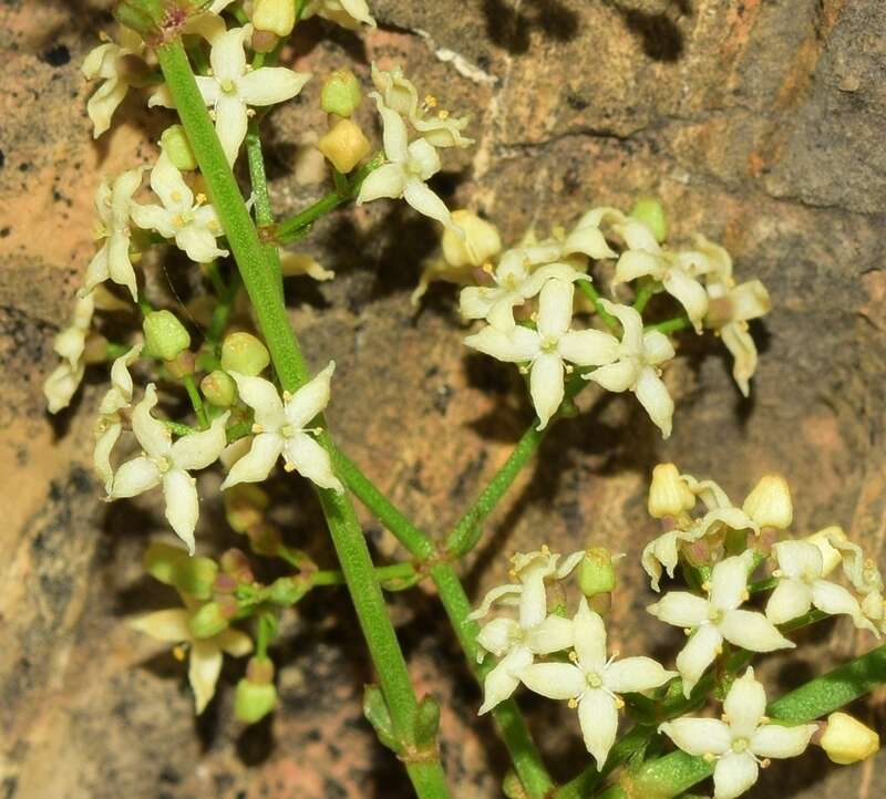 Image of Galium ephedroides Willk.