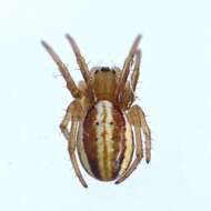 Image of Araneus pratensis (Emerton 1884)