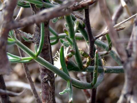 Image of Mesembryanthemum geniculiflorum L.