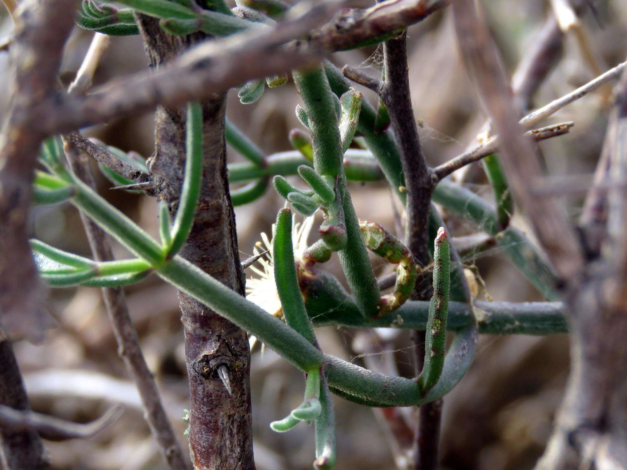 صورة Mesembryanthemum geniculiflorum L.