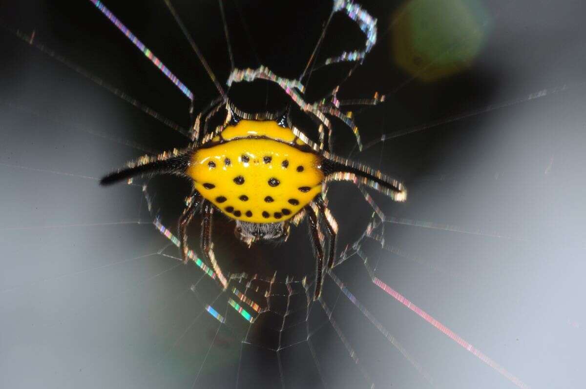 Image of Gasteracantha dalyi Pocock 1900