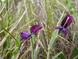 Plancia ëd Psoralea monophylla (L.) C. H. Stirt.