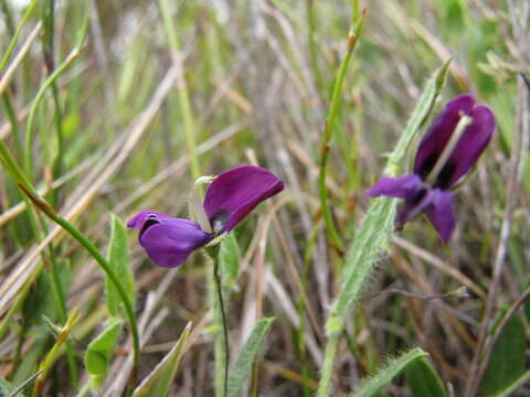 Plancia ëd Psoralea monophylla (L.) C. H. Stirt.