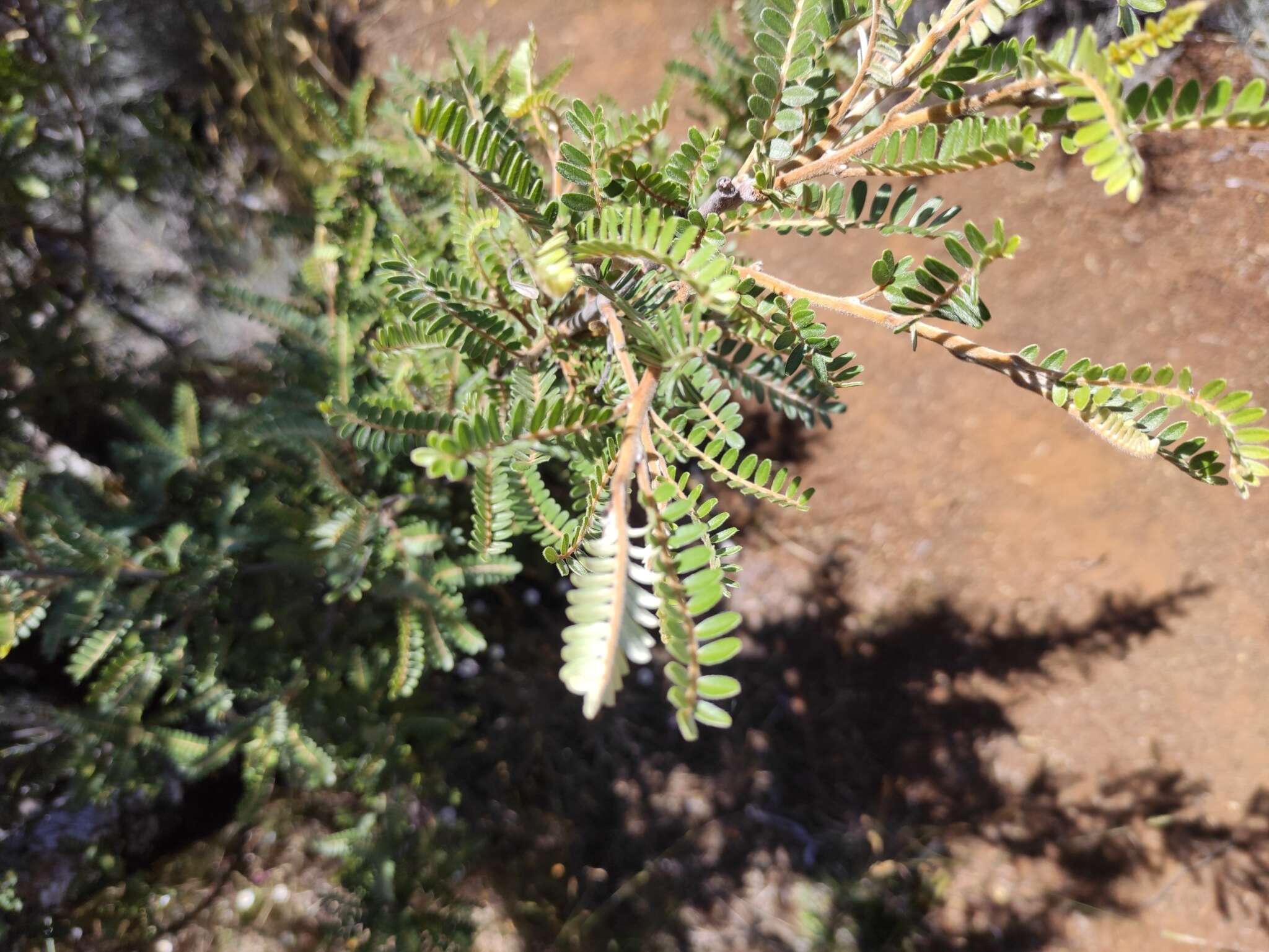 Image of Sophora denudata Bory