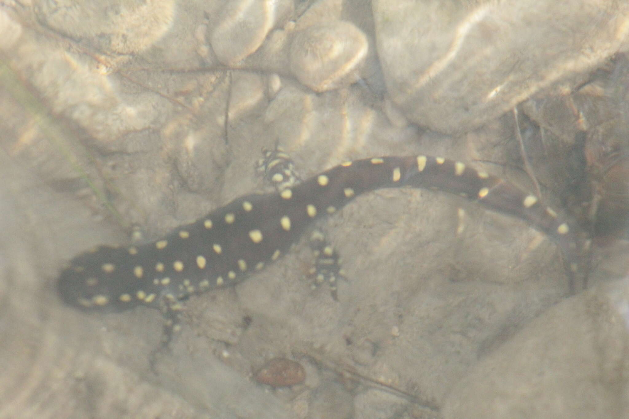 Plancia ëd Ambystoma rosaceum Taylor 1941