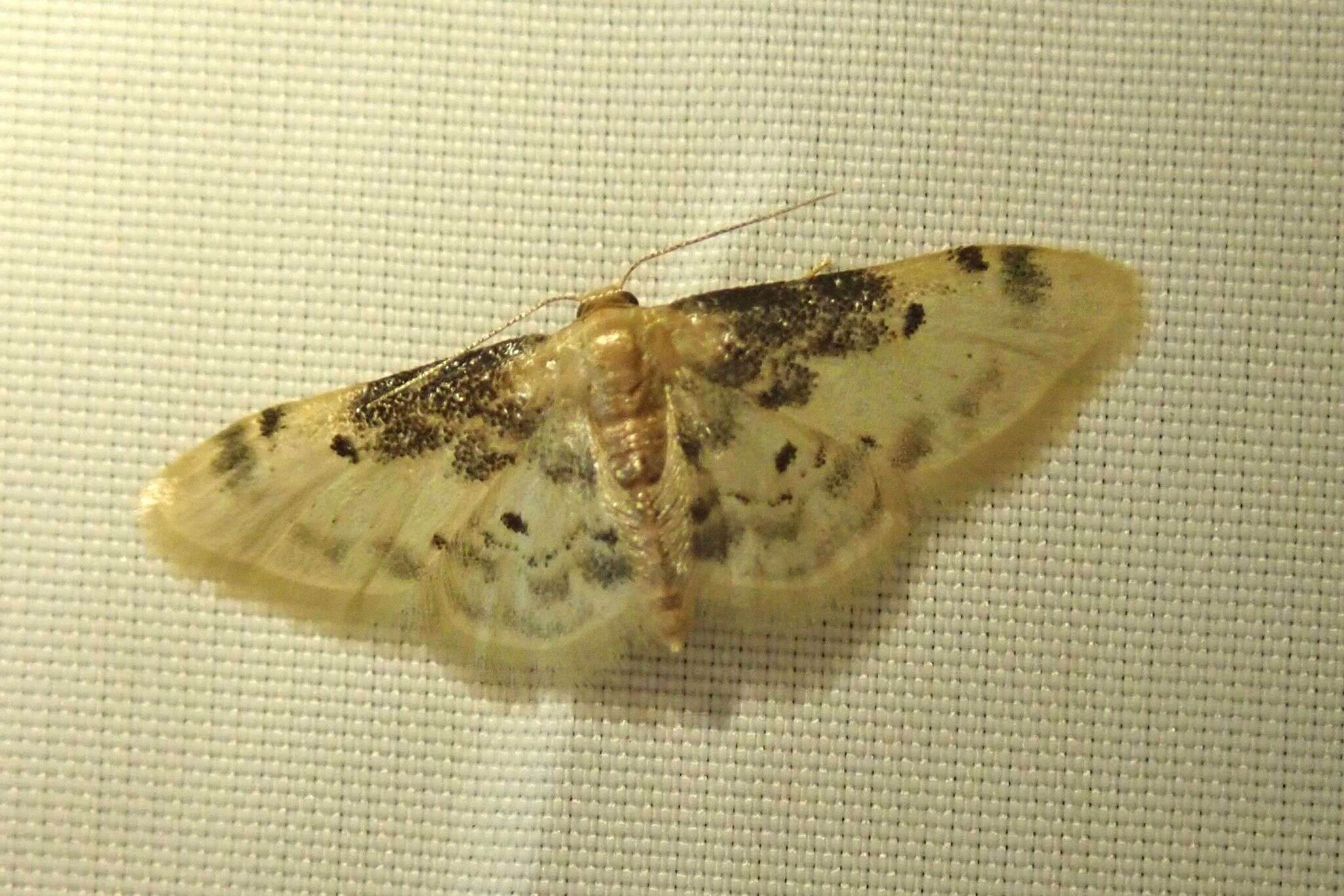 Image of Idaea filicata Hübner 1798