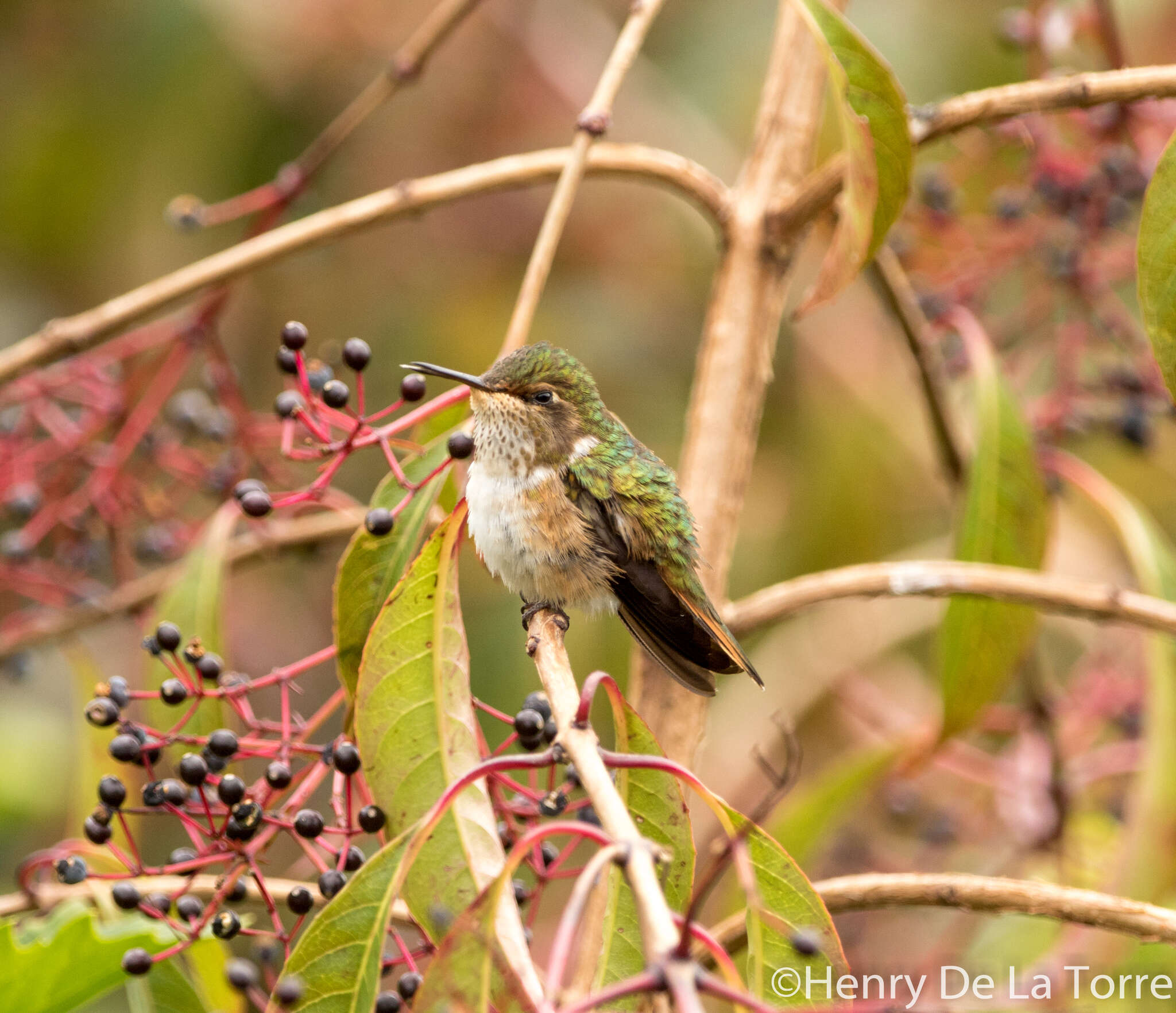 Image of Scintillant Hummingbird