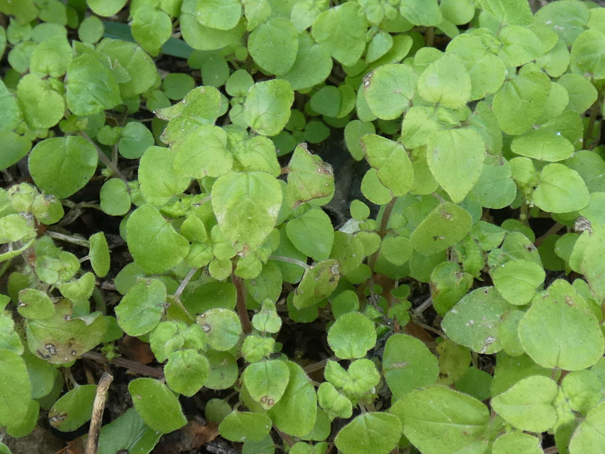 Image of Florida pellitory