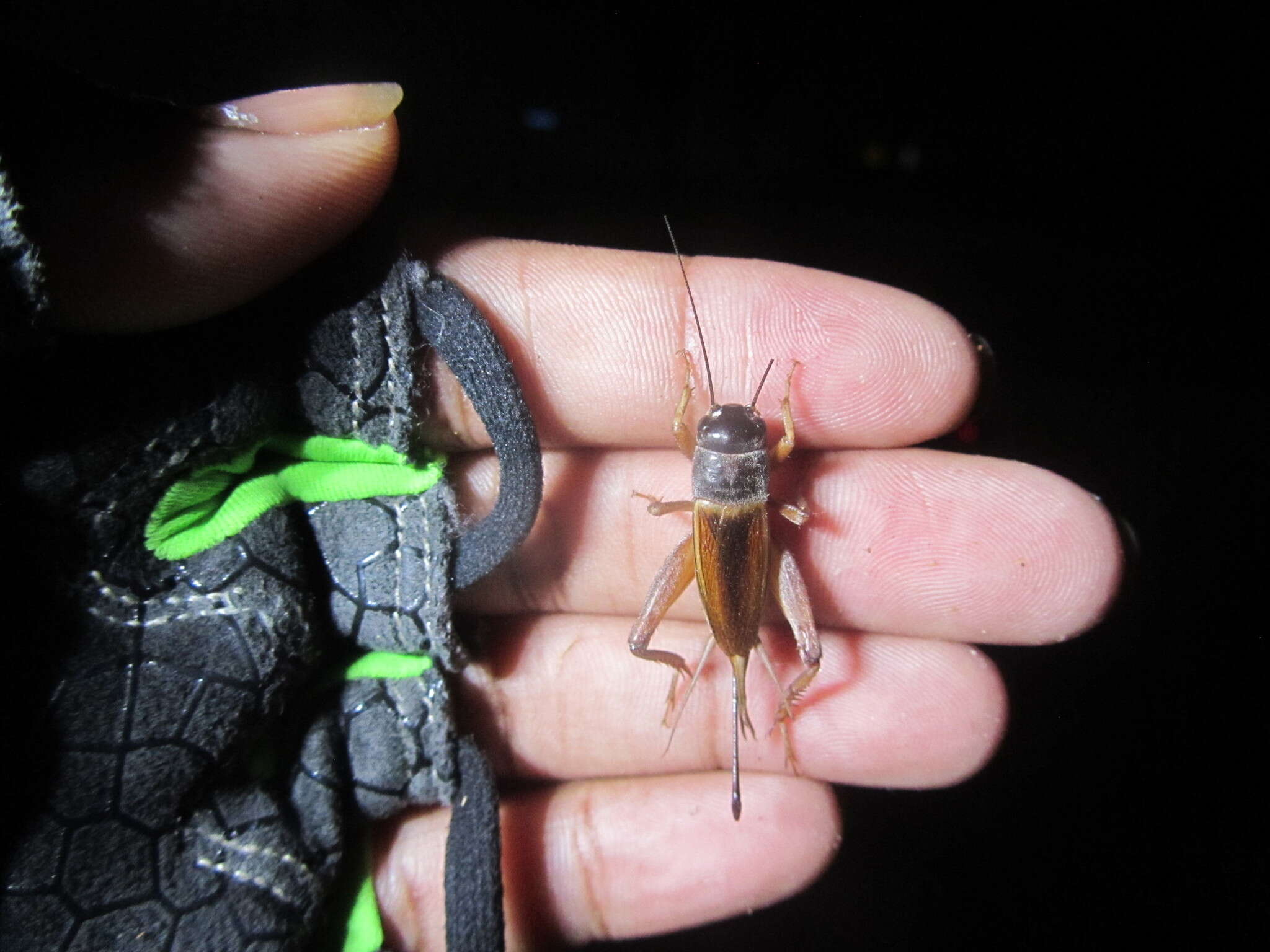 Image of Variable Field Cricket