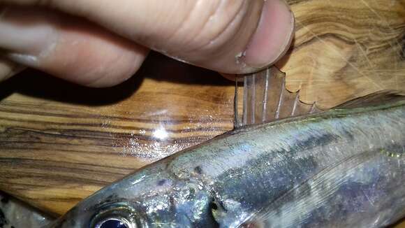 Image of Atlantic Horse Mackerel