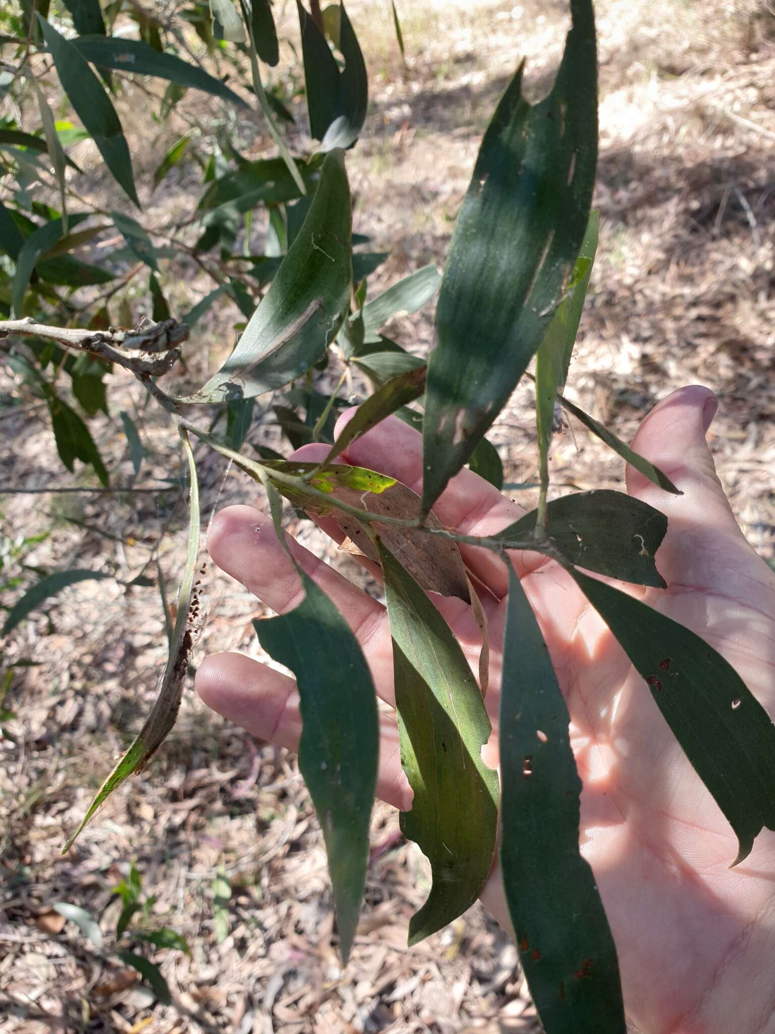 Image de Acacia disparrima subsp. disparrima