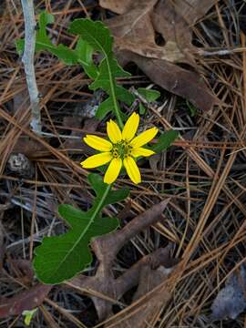 Image of Florida greeneyes