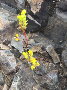 Image of Sierran Mock Stonecrop