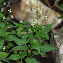 Image of Circaea alpina subsp. caulescens (Kom.) Tatew.