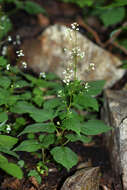 Image of Circaea alpina subsp. caulescens (Kom.) Tatew.