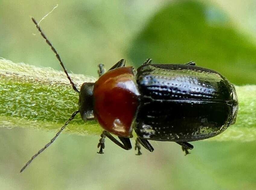 Image of Cryptocephalus sanguinicollis Suffrian 1852