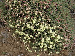 Image of thymeleaf buckwheat