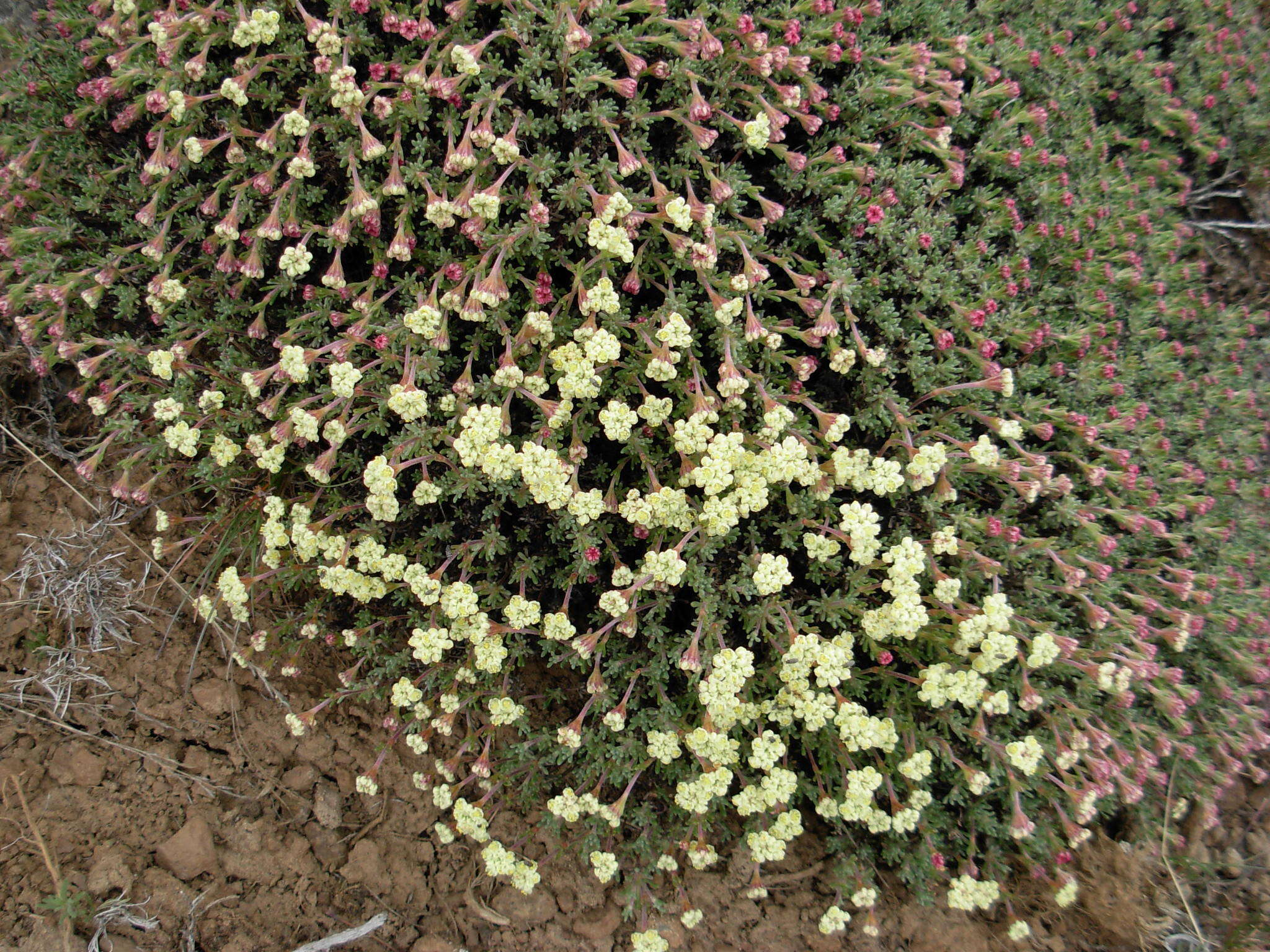 Eriogonum thymoides Benth. resmi