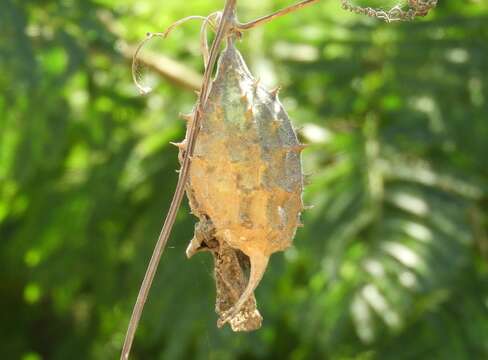 Image of luffa