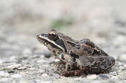 Image of Rana tavasensis Baran & Atatür 1986