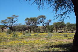 Image of Large-flowered devil-thorns,