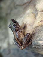 Image de Pristimantis urichi (Boettger ex Mole & Urich 1894)