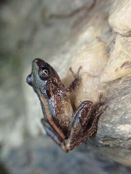 Image de Pristimantis urichi (Boettger ex Mole & Urich 1894)