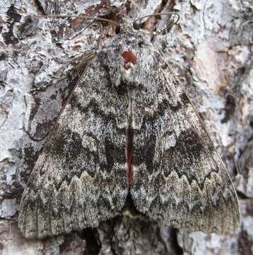 Image of Semirelict Underwing