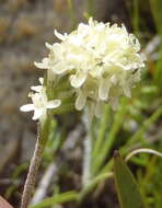 Sivun Phyllopodium elegans (Choisy) O. M. Hilliard kuva