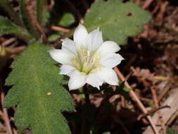 Image of Gentiana flavomaculata Hayata