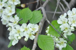 Слика од Crataegus chrysocarpa var. phoeniceoides J. B. Phipps & Sennikov