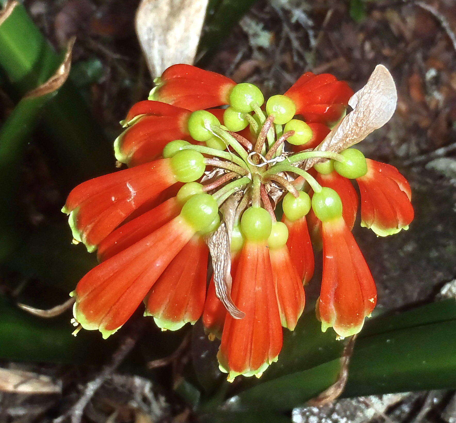 Image of Clivia nobilis Lindl.