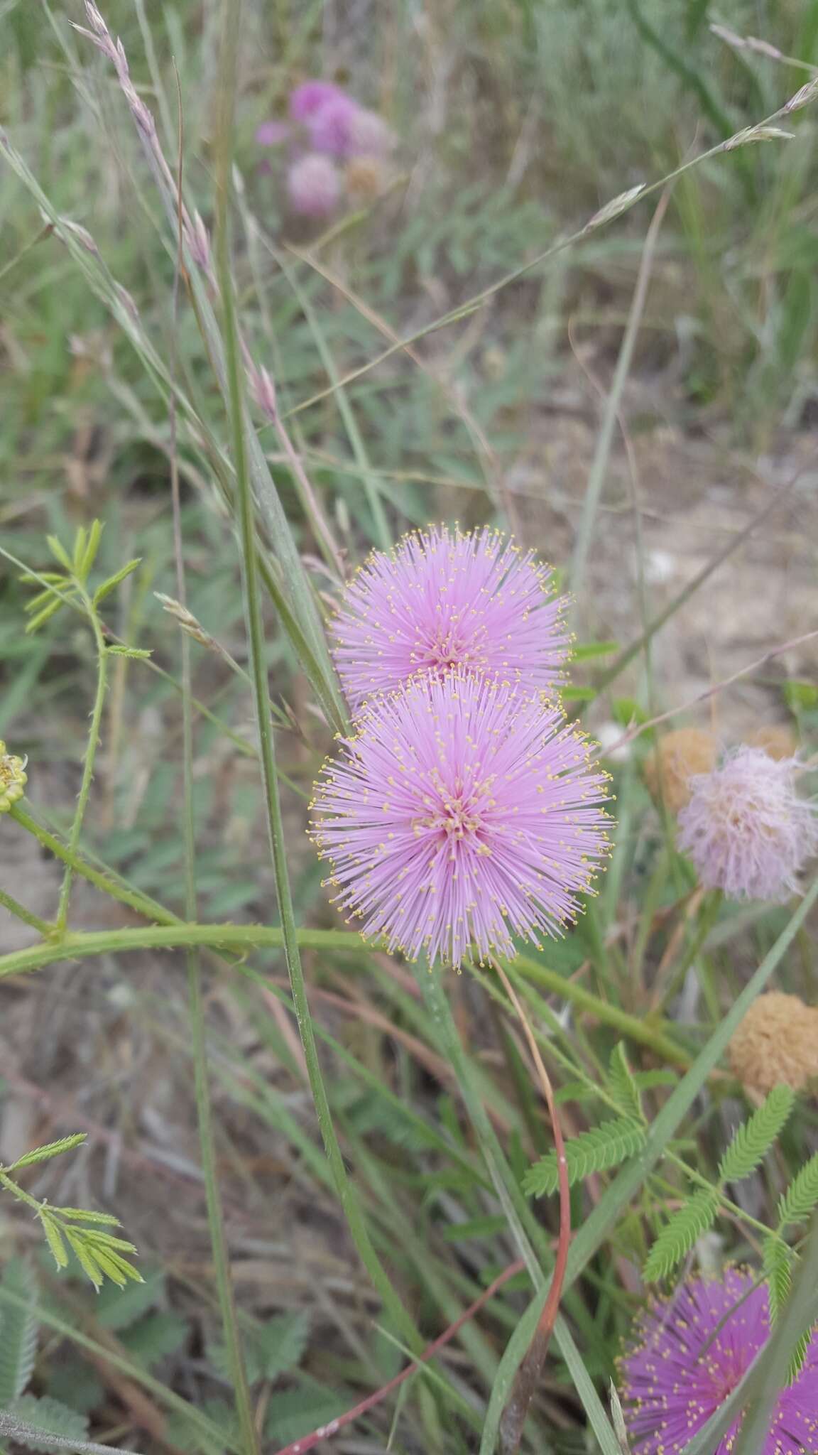 Mimosa quadrivalvis L.的圖片