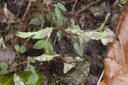 Image of Lathyrus laxiflorus (Desf.) Kuntze