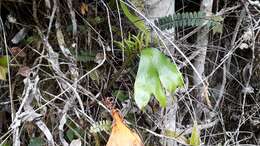 Image of cheiroglossa fern