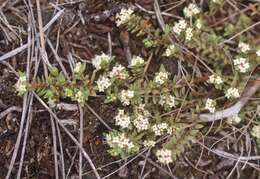 Image of Pimelea prostrata (J. R. & G. Forst.) Willd.