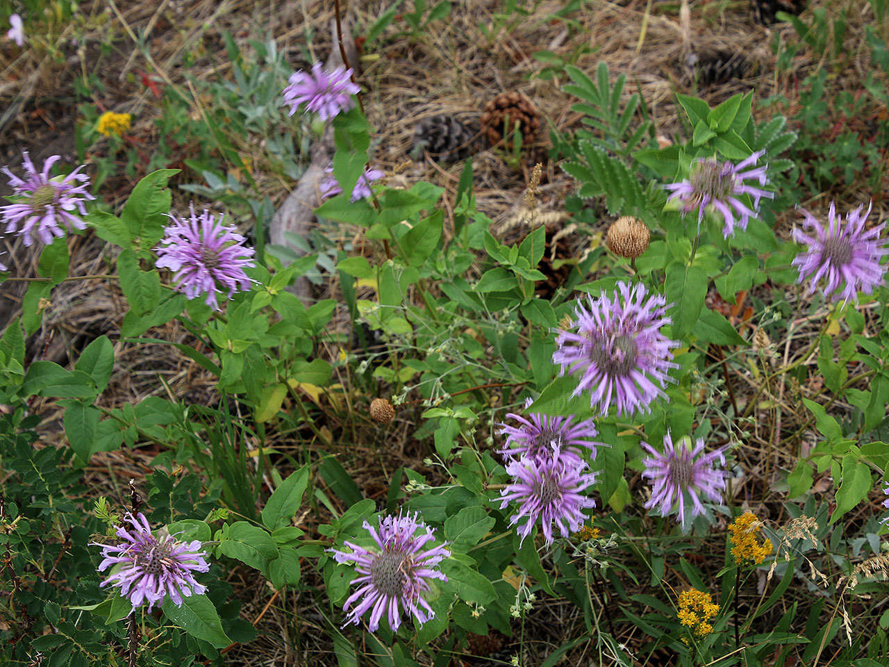 Image of Monarda fistulosa var. menthifolia (Graham) Fernald