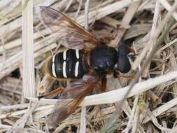 صورة Sericomyia lappona (Linnaeus 1758)