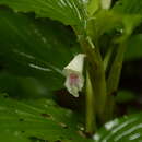 Image of Boesenbergia tiliifolia (Baker) Kuntze