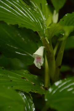 Image of Boesenbergia tiliifolia (Baker) Kuntze