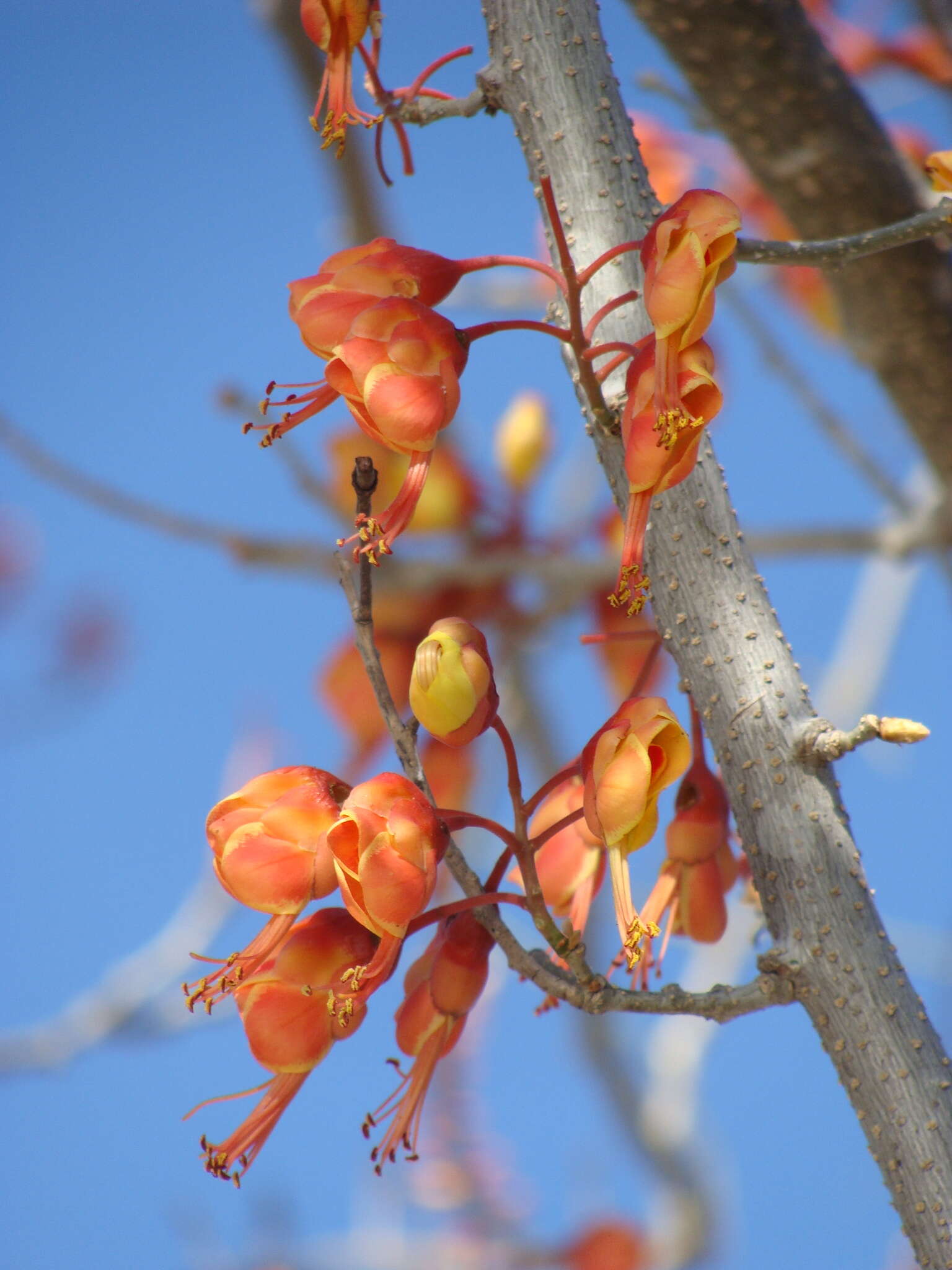 Image of <i>Erythrostemon hughesii</i>