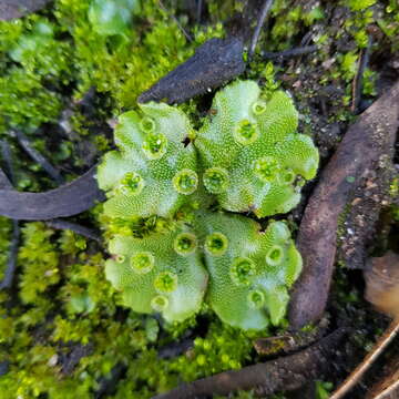 Image of Marchantia berteroana Lehm. & Lindenb.