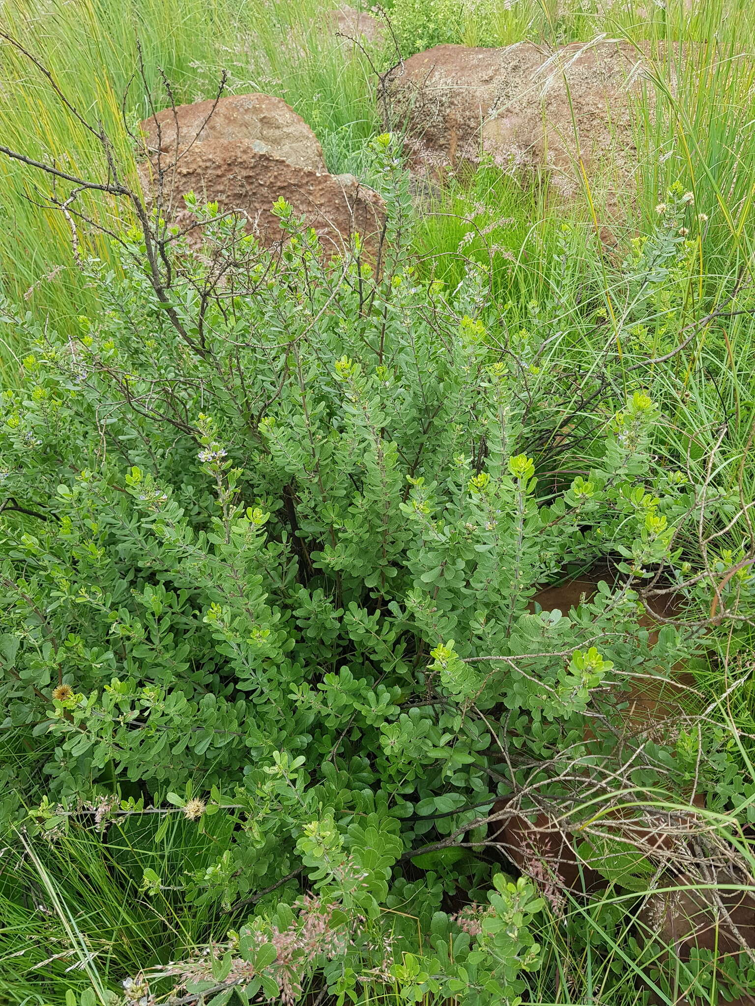 Image of Otholobium polystictum (Harv.) C. H. Stirt.