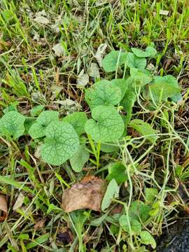 Image of Trichosanthes scabra Lour.