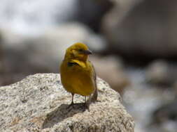 Image of Greater Yellow Finch