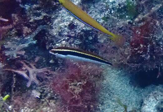 Image of Clown Wrasse