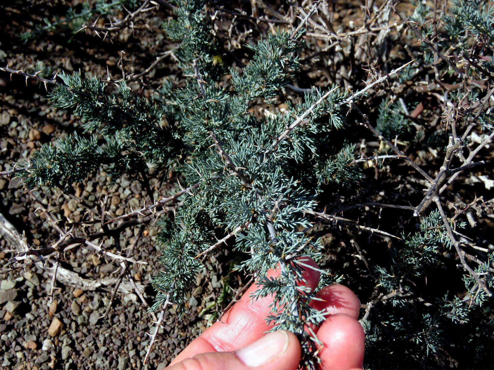 Image of Asparagus glaucus Kies