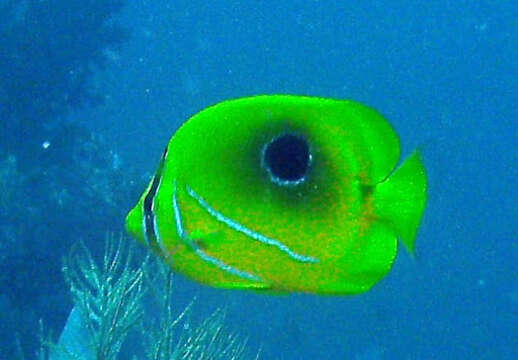 صورة Chaetodon bennetti Cuvier 1831