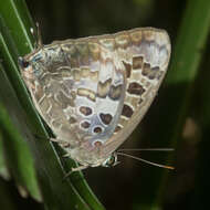 Image of Arhopala hellenore Doherty 1889